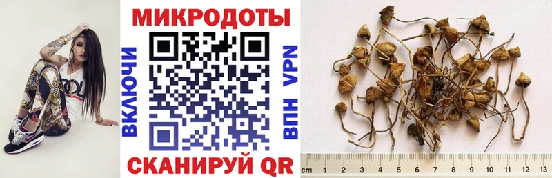 Псилоцибиновые грибы Psilocybine cubensis Навашино